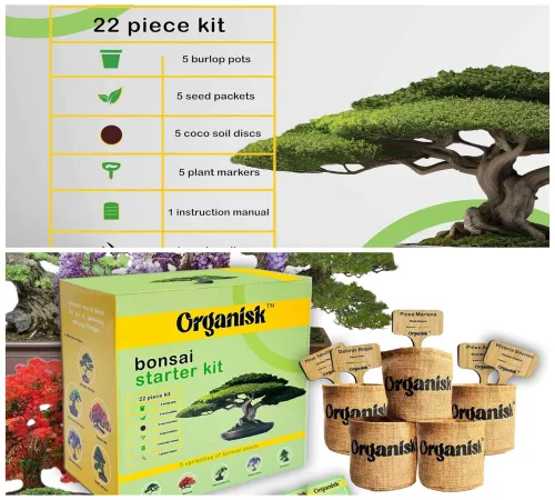 a unique gift idea – the amazon bonsai starter kit for nature lovers